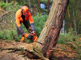 Best Fruit Tree Pruning  in Goshen, IN