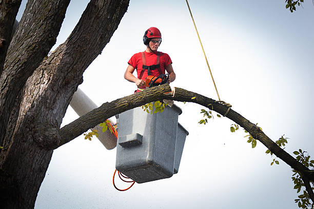 How Our Tree Care Process Works  in Goshen, IN